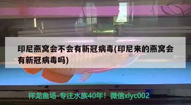 印尼燕窩會(huì)不會(huì)有新冠病毒(印尼來(lái)的燕窩會(huì)有新冠病毒嗎) 馬來(lái)西亞燕窩