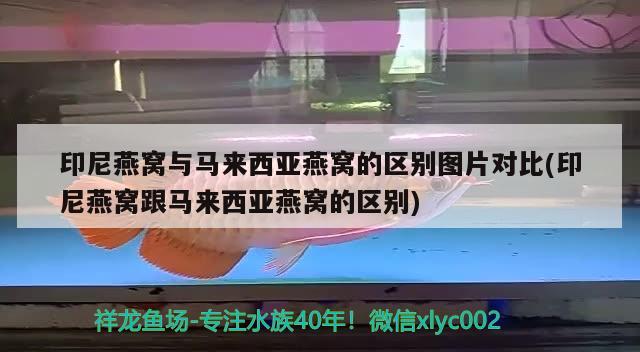 印尼燕窩與馬來西亞燕窩的區(qū)別圖片對(duì)比(印尼燕窩跟馬來西亞燕窩的區(qū)別) 馬來西亞燕窩