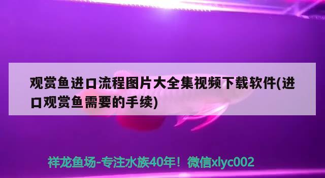 觀賞魚進口流程圖片大全集視頻下載軟件(進口觀賞魚需要的手續(xù))