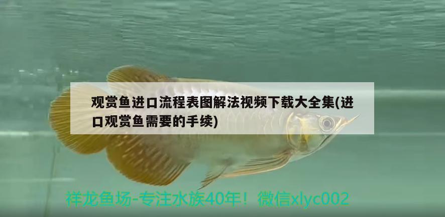 觀賞魚進口流程表圖解法視頻下載大全集(進口觀賞魚需要的手續(xù))