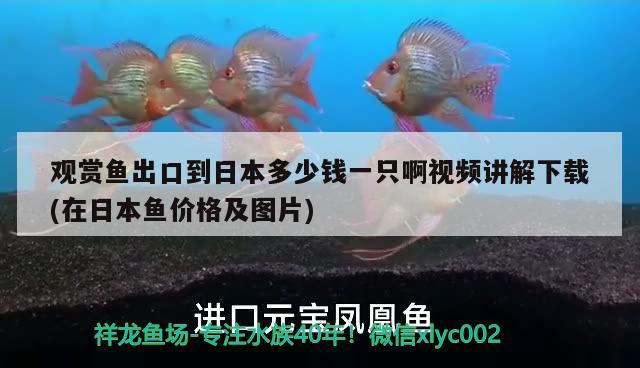 觀賞魚出口到日本多少錢一只啊視頻講解下載(在日本魚價格及圖片) 觀賞魚進(jìn)出口