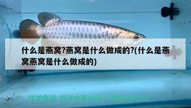 什么是燕窩?燕窩是什么做成的?(什么是燕窩燕窩是什么做成的) 馬來(lái)西亞燕窩