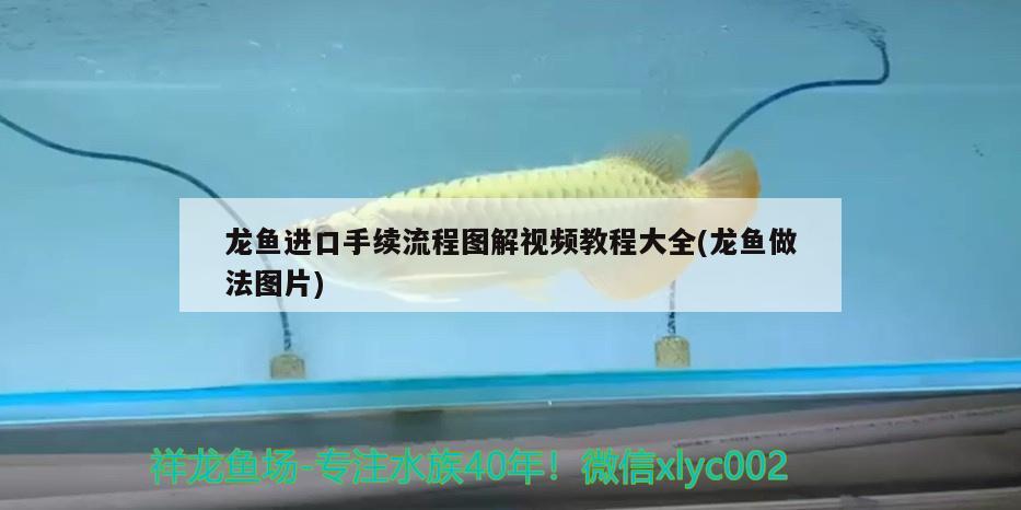 龍魚進口手續(xù)流程圖解視頻教程大全(龍魚做法圖片)