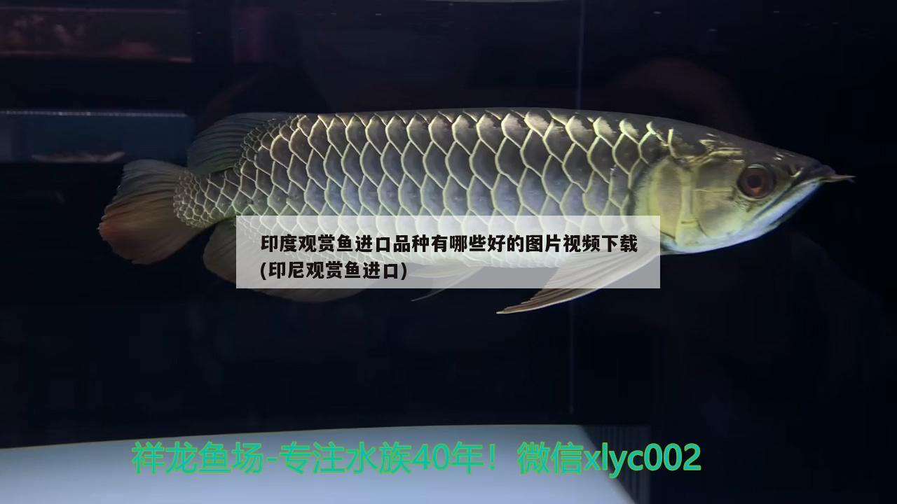 印度觀賞魚進口品種有哪些好的圖片視頻下載(印尼觀賞魚進口)