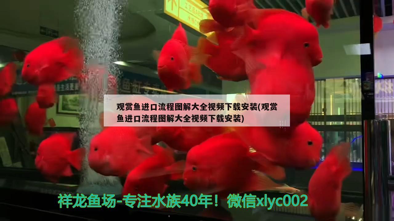 觀賞魚(yú)進(jìn)口流程圖解大全視頻下載安裝(觀賞魚(yú)進(jìn)口流程圖解大全視頻下載安裝) 觀賞魚(yú)進(jìn)出口