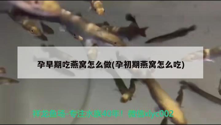 孕早期吃燕窩怎么做(孕初期燕窩怎么吃) 馬來(lái)西亞燕窩