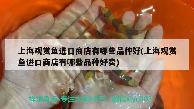 上海觀賞魚進(jìn)口商店有哪些品種好(上海觀賞魚進(jìn)口商店有哪些品種好賣)