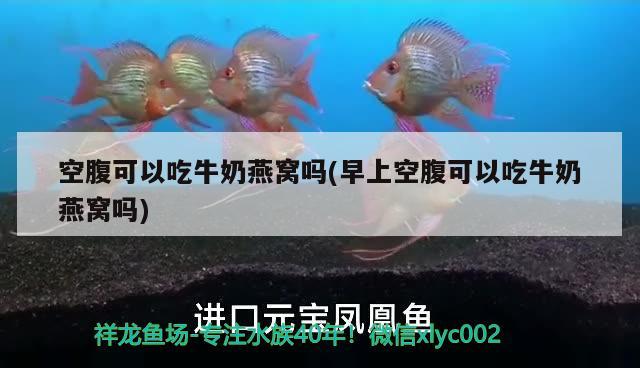 空腹可以吃牛奶燕窩嗎(早上空腹可以吃牛奶燕窩嗎) 馬來西亞燕窩