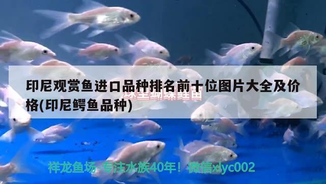 印尼觀賞魚進口品種排名前十位圖片大全及價格(印尼鱷魚品種) 觀賞魚進出口