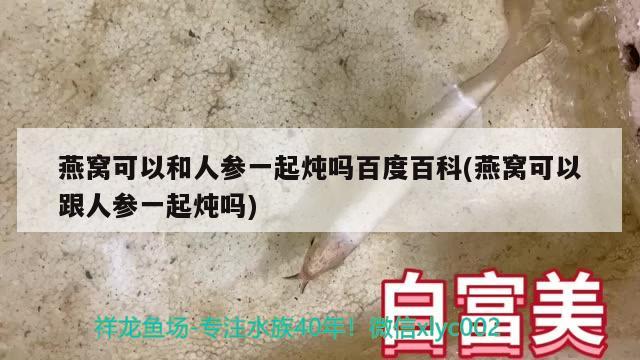 燕窩可以和人參一起燉嗎百度百科(燕窩可以跟人參一起燉嗎)