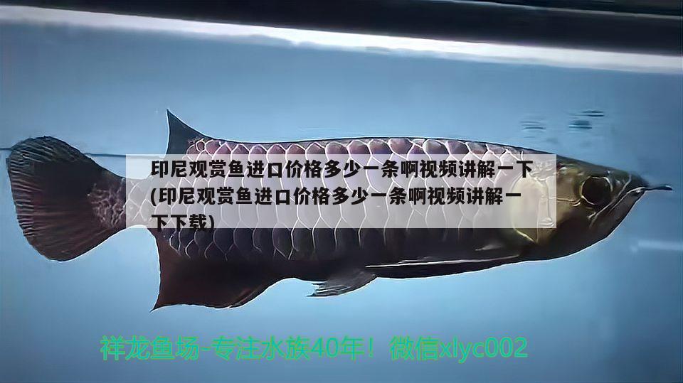 印尼觀賞魚進(jìn)口價(jià)格多少一條啊視頻講解一下(印尼觀賞魚進(jìn)口價(jià)格多少一條啊視頻講解一下下載)