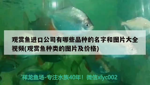 觀賞魚進口公司有哪些品種的名字和圖片大全視頻(觀賞魚種類的圖片及價格)