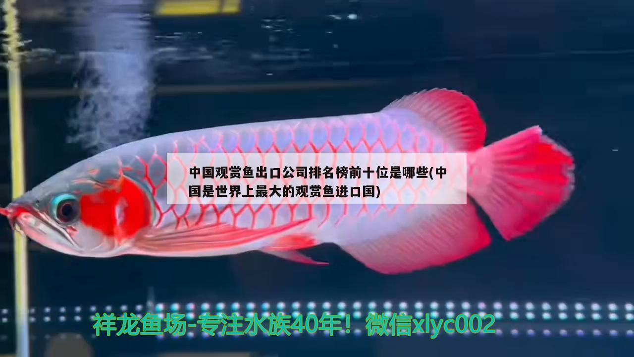 中國觀賞魚出口公司排名榜前十位是哪些(中國是世界上最大的觀賞魚進口國)