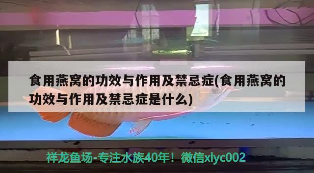 食用燕窩的功效與作用及禁忌癥(食用燕窩的功效與作用及禁忌癥是什么)