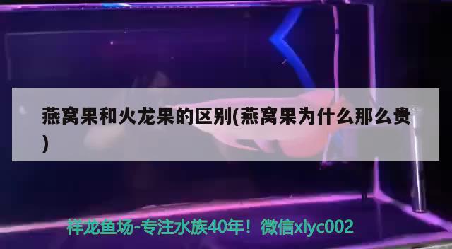 燕窩果和火龍果的區(qū)別(燕窩果為什么那么貴) 馬來西亞燕窩