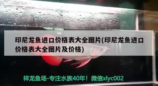 印尼龍魚進口價格表大全圖片(印尼龍魚進口價格表大全圖片及價格) 觀賞魚進出口