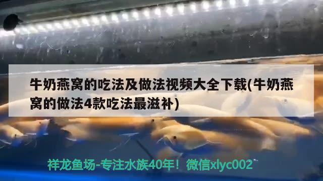 牛奶燕窩的吃法及做法視頻大全下載(牛奶燕窩的做法4款吃法最滋補) 馬來西亞燕窩