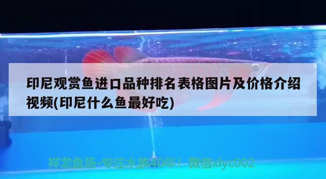 印尼觀賞魚進口品種排名表格圖片及價格介紹視頻(印尼什么魚最好吃) 觀賞魚進出口