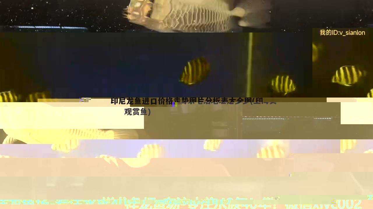 上海觀賞魚進口商家電話地址是多少(上海賣觀賞魚)