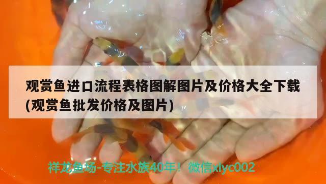 觀賞魚進(jìn)口流程表格圖解圖片及價(jià)格大全下載(觀賞魚批發(fā)價(jià)格及圖片) 觀賞魚進(jìn)出口