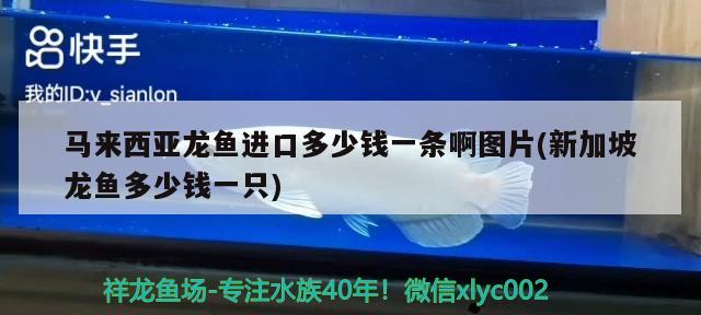 馬來西亞龍魚進口多少錢一條啊圖片(新加坡龍魚多少錢一只) 觀賞魚進出口