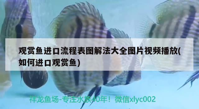 觀賞魚進口流程表圖解法大全圖片視頻播放(如何進口觀賞魚)