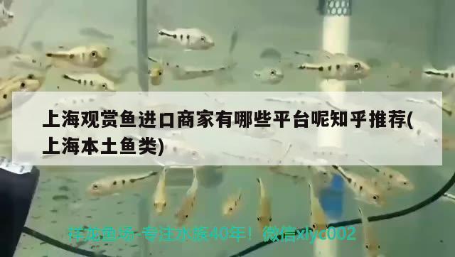 上海觀賞魚進口商家有哪些平臺呢知乎推薦(上海本土魚類)