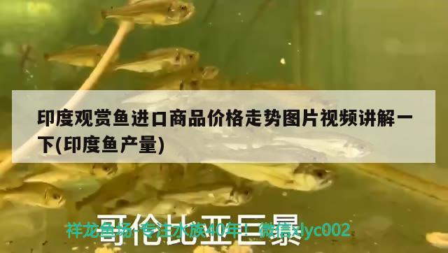 印度觀賞魚進(jìn)口商品價(jià)格走勢圖片視頻講解一下(印度魚產(chǎn)量)