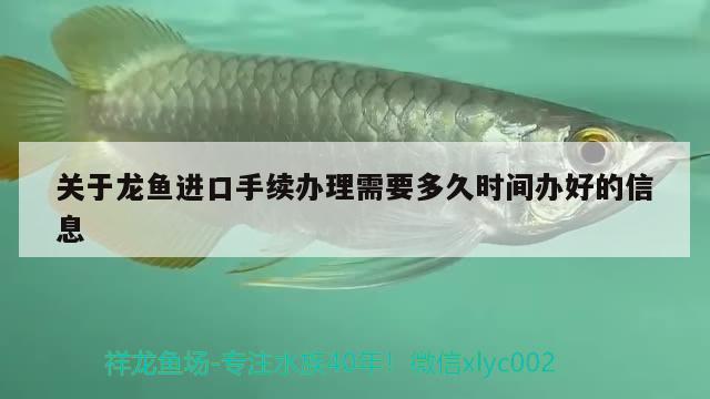 關(guān)于龍魚進(jìn)口手續(xù)辦理需要多久時間辦好的信息