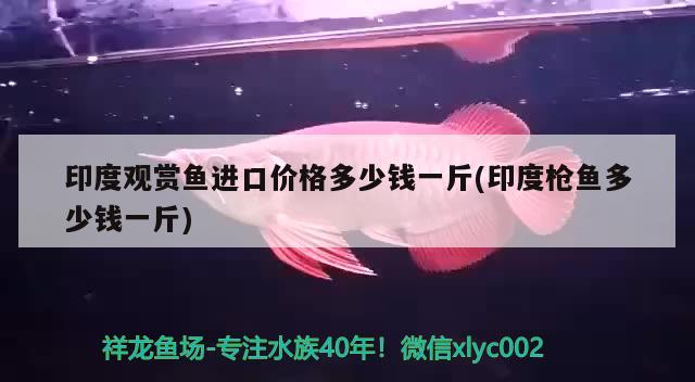 印度觀賞魚進口價格多少錢一斤(印度槍魚多少錢一斤) 觀賞魚進出口