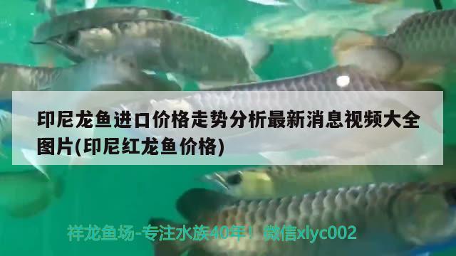 印尼龍魚進(jìn)口價(jià)格走勢(shì)分析最新消息視頻大全圖片(印尼紅龍魚價(jià)格)