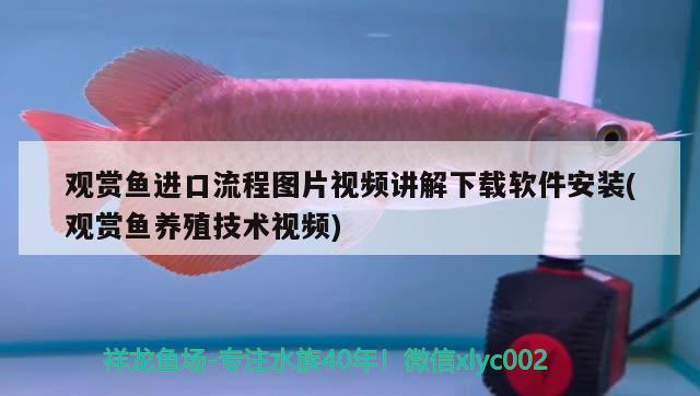 觀賞魚進口流程圖片視頻講解下載軟件安裝(觀賞魚養(yǎng)殖技術視頻)