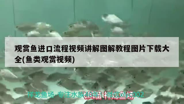 觀賞魚進(jìn)口流程視頻講解圖解教程圖片下載大全(魚類觀賞視頻) 觀賞魚進(jìn)出口