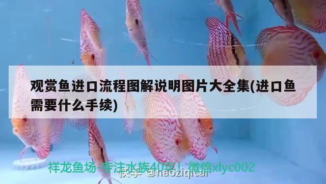 觀賞魚進口流程圖解說明圖片大全集(進口魚需要什么手續(xù)) 觀賞魚進出口