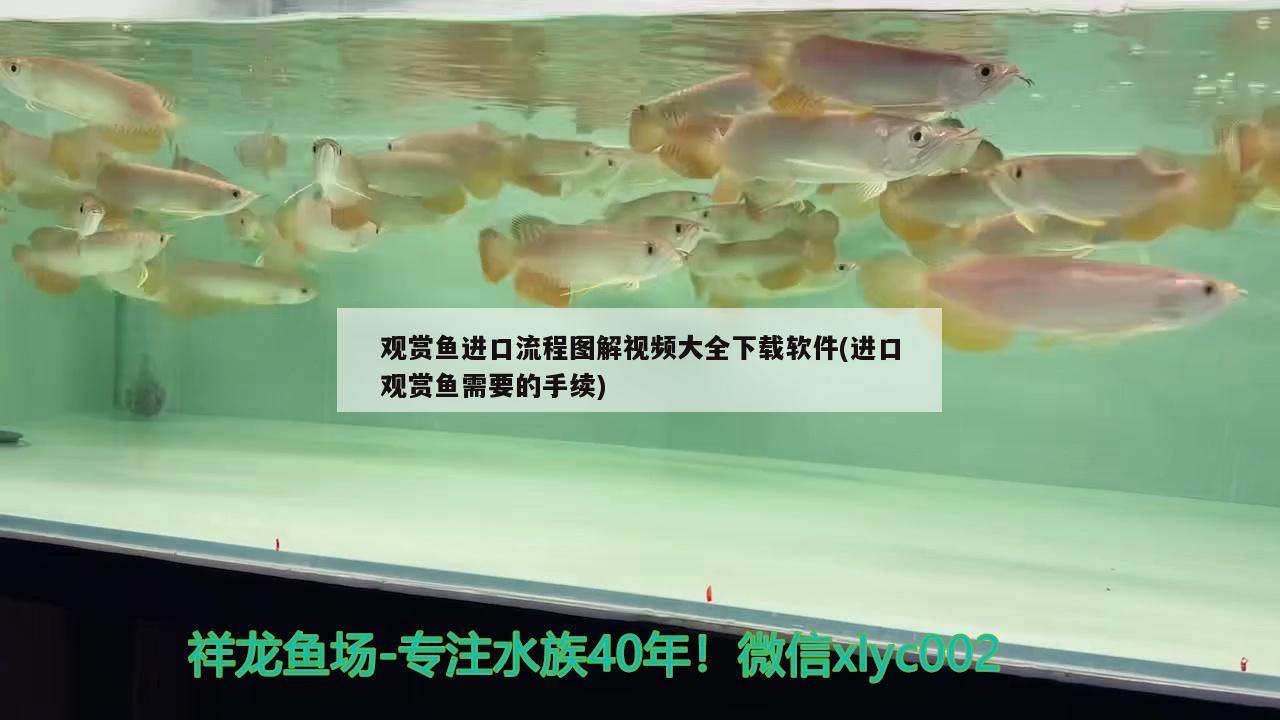 觀賞魚進口流程圖解視頻大全下載軟件(進口觀賞魚需要的手續(xù))