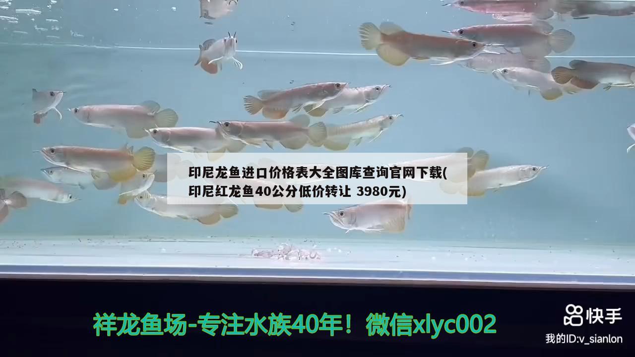 印尼龍魚進口價格表大全圖庫查詢官網下載(印尼紅龍魚40公分低價轉讓3980元)