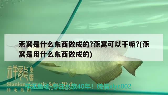 燕窩是什么東西做成的?燕窩可以干嘛?(燕窩是用什么東西做成的) 馬來西亞燕窩 第3張