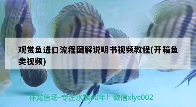 觀賞魚進(jìn)口流程圖解說(shuō)明書視頻教程(開箱魚類視頻) 觀賞魚進(jìn)出口