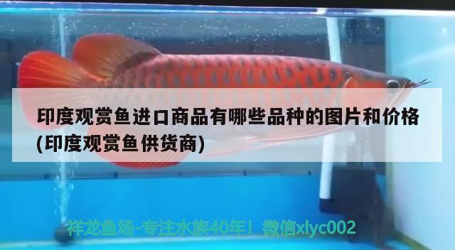 印度觀賞魚進口商品有哪些品種的圖片和價格(印度觀賞魚供貨商)