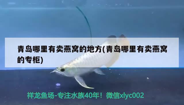 青島哪里有賣燕窩的地方(青島哪里有賣燕窩的專柜) 馬來西亞燕窩 第2張