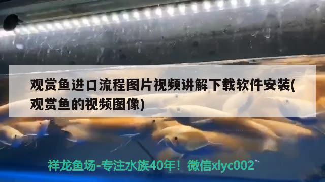 觀賞魚進口流程圖片視頻講解下載軟件安裝(觀賞魚的視頻圖像)