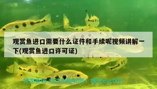 觀賞魚(yú)進(jìn)口需要什么證件和手續(xù)呢視頻講解一下(觀賞魚(yú)進(jìn)口許可證) 觀賞魚(yú)進(jìn)出口