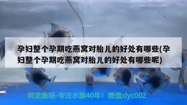 孕婦整個孕期吃燕窩對胎兒的好處有哪些(孕婦整個孕期吃燕窩對胎兒的好處有哪些呢) 馬來西亞燕窩 第3張