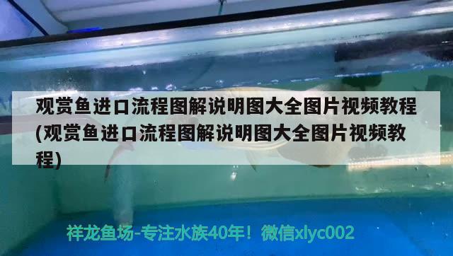 觀賞魚進口流程圖解說明圖大全圖片視頻教程(觀賞魚進口流程圖解說明圖大全圖片視頻教程) 觀賞魚進出口