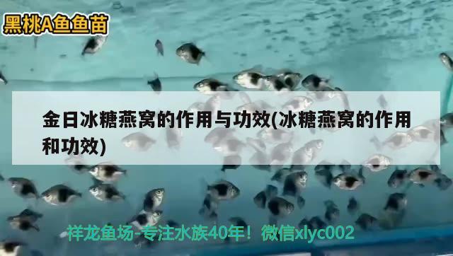 金日冰糖燕窩的作用與功效(冰糖燕窩的作用和功效) 馬來西亞燕窩