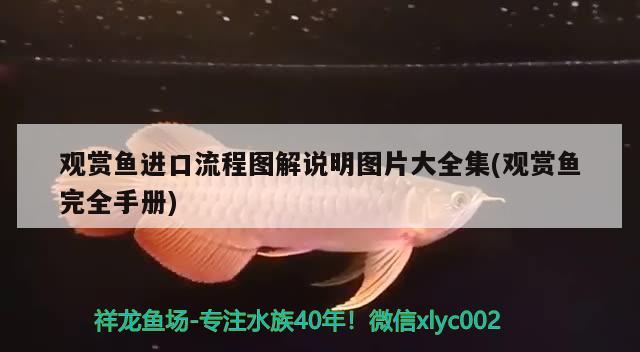 觀賞魚進口流程圖解說明圖片大全集(觀賞魚完全手冊) 觀賞魚進出口