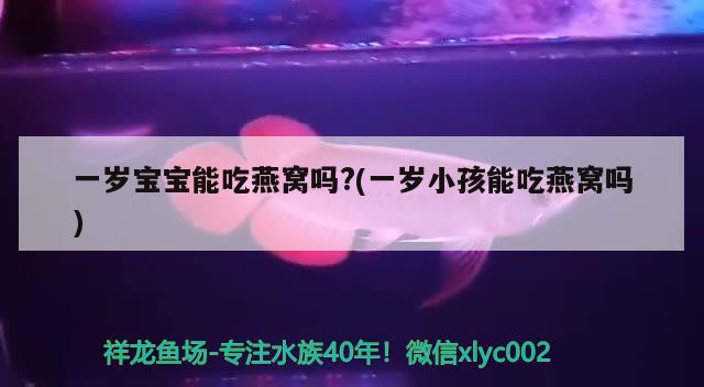 一歲寶寶能吃燕窩嗎?(一歲小孩能吃燕窩嗎) 馬來(lái)西亞燕窩 第2張