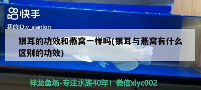 銀耳的功效和燕窩一樣嗎(銀耳與燕窩有什么區(qū)別的功效) 馬來西亞燕窩