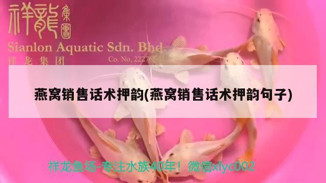 燕窩銷售話術(shù)押韻(燕窩銷售話術(shù)押韻句子)