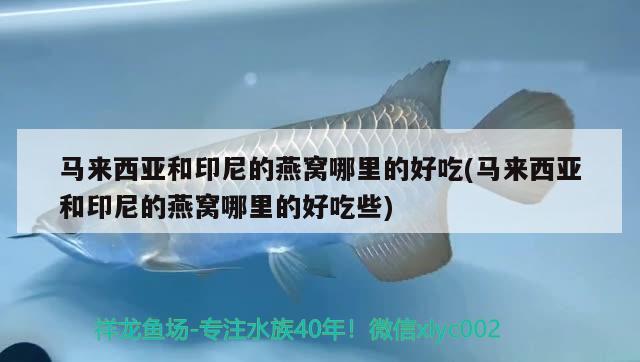 馬來西亞和印尼的燕窩哪里的好吃(馬來西亞和印尼的燕窩哪里的好吃些) 馬來西亞燕窩